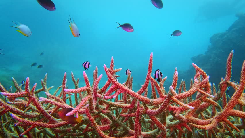 Vibrant tropical fish inhabit a healthy coral reef, displaying rich biodiversity and thriving marine life in the clear blue waters of the Fiji islands. Diving and exploration of underwater beauty