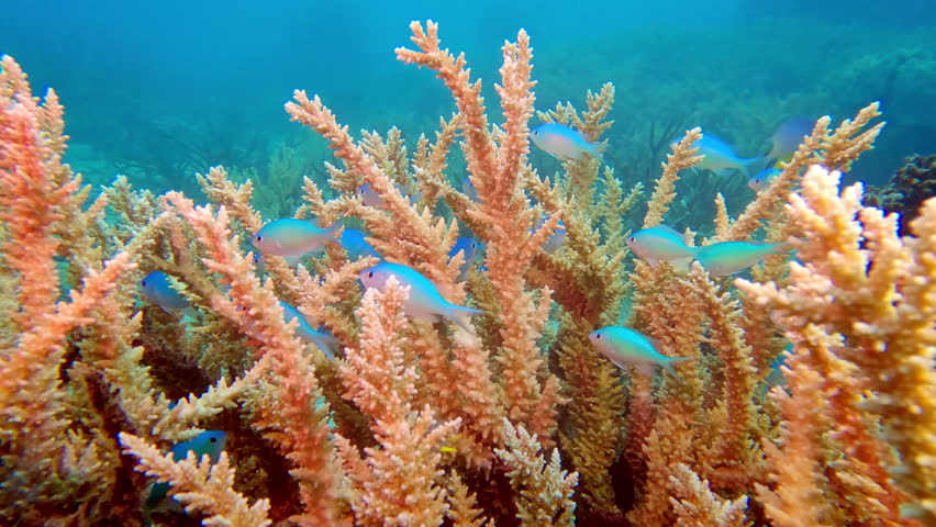Vibrant school of peaceful blue damselfish finds sanctuary within the branching acropora coral, creating bustling scene on healthy reef in the tropical waters of Fiji. Exploration of underwater beauty