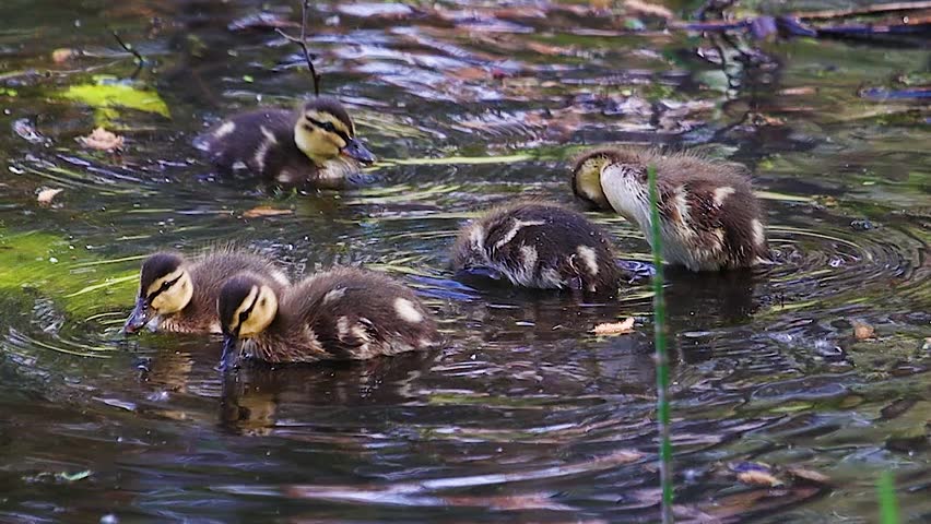 Group of adorable baby mallard ducklings swimming together and searching for food in a quiet natural river
