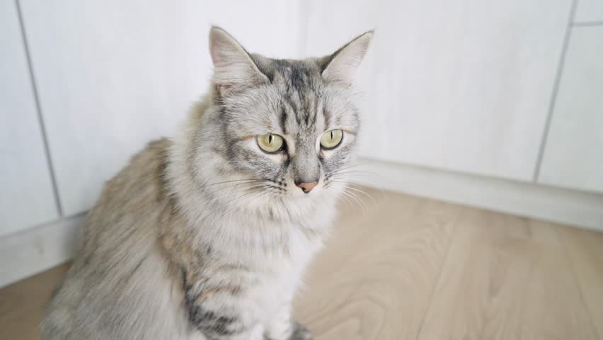 Adorable gray siberian cat with green eyes sitting on a wooden floor. The long haired purebred pet is looking around attentively at home