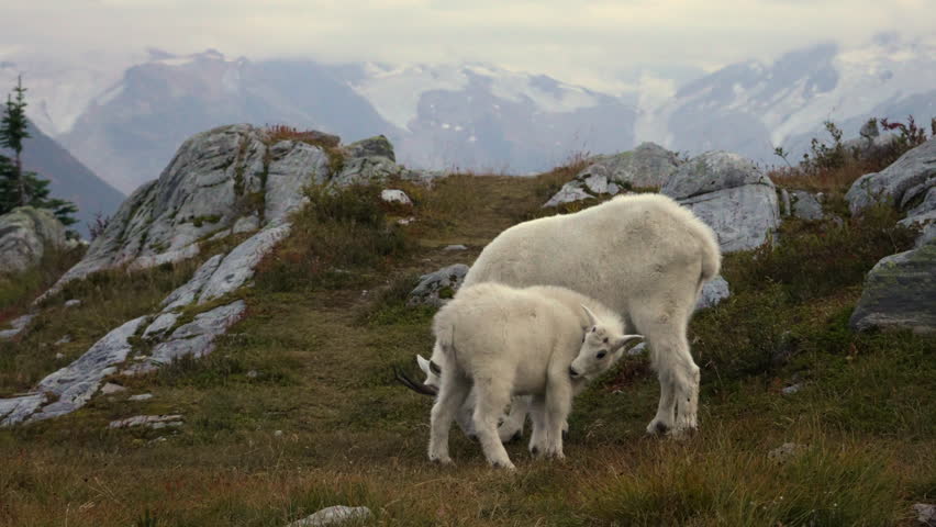 Mother and baby mountain goats peacefully eating grass on a steep slope near Hermit Campground in Glacier National Park, British Columbia during dusk. Real-time wildlife footage.