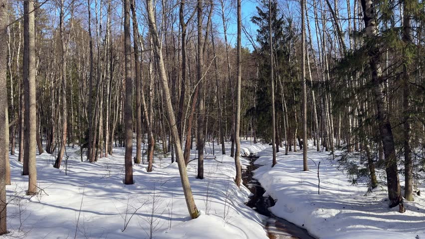 Sunny spring day in birch forest. Stream flows through melting snow. Calm natural scenery, winter spring transition.