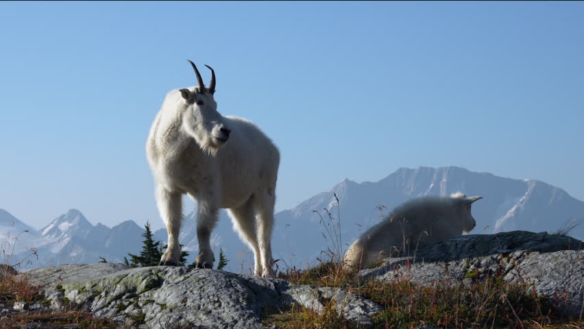 Intimate real-time close-up of a mother mountain goat chewing grass while her baby rests beside her. Morning light with mountain ranges in the background.