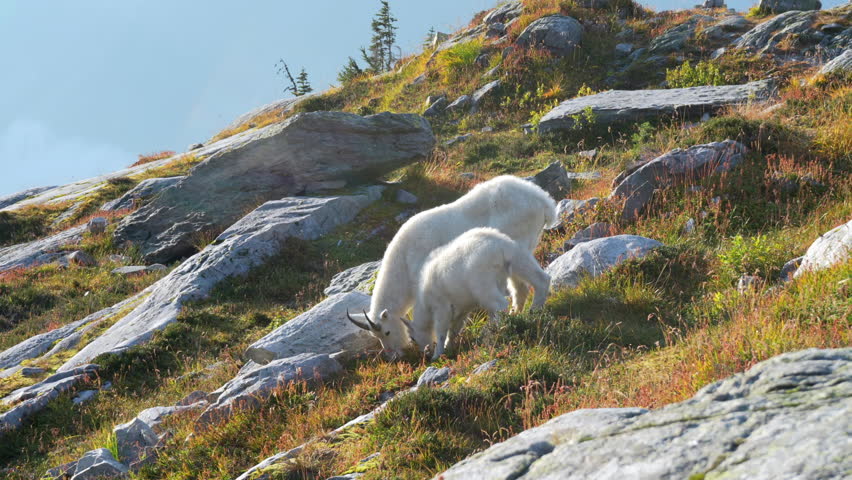 Mother mountain goat and her baby graze peacefully on a rocky slope in the morning light at Glacier National Park, British Columbia. Real-time wildlife footage.