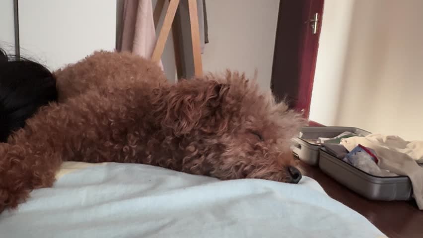 Small brown toy poodle resting comfortably on a bed inside a cozy home living room, relaxing indoors with a warm and calm domestic atmosphere.