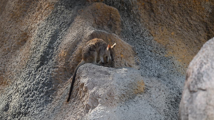 Rock Wallaby, Petrogale assimilis, colony living around a rock formation at Magnetic Island near Townsville along the coastline of the pacific ocean, Queensland, Australia, popular travel destination.