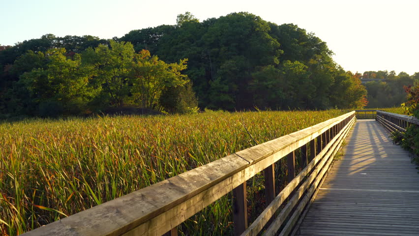 Static shot of cattail swamps, forest and wooden boardwalk with small insects flying in golden hour light. Royal Botanical Garden, Burlington, Ontario.