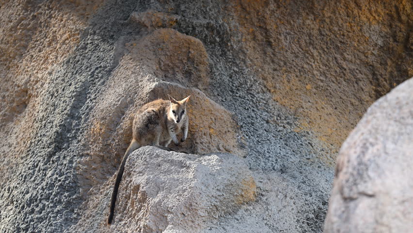 Rock Wallaby, Petrogale assimilis, colony living around a rock formation at Magnetic Island near Townsville along the coastline of the pacific ocean, Queensland, Australia, popular travel destination.