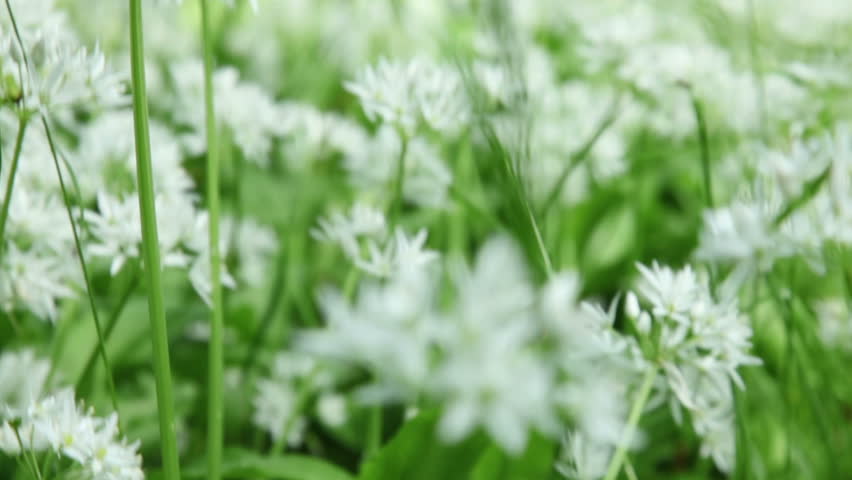 wild garlic flowers on spring meadow
