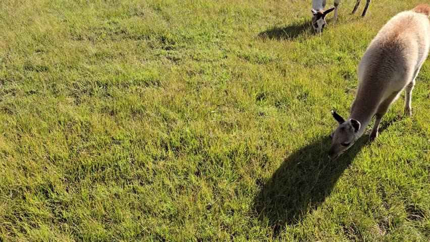 Machu Picchu, Peru - 26 June 2024. A llama grazing on a grassy area near the site with sunlight casting a defined shadow and another llama partly visible nearby.