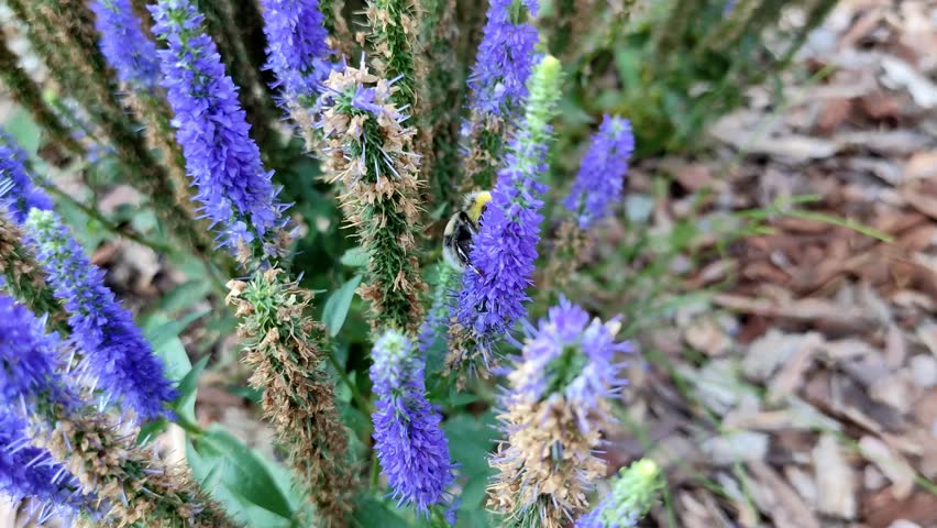 Veronica Spiky bush. Blue flowers. A bumblebee on a flower. The flowering period. It