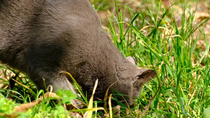 Cat Hunting in Grass Looking for Prey. Focused Cat Tracking Prey in the Grass. Domestic Cat Searching for Prey in Green Grass. Cat Stalking and Hunting in Natural Grass Field.