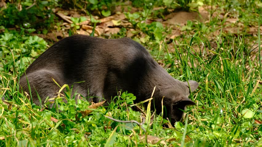 Cat Hunting in Grass Looking for Prey. Focused Cat Tracking Prey in the Grass. Domestic Cat Searching for Prey in Green Grass. Cat Stalking and Hunting in Natural Grass Field.