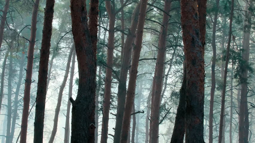 Cinematic Pine Forest with Sunlight Rays Natural Background for Design. Mystical Woodland with Soft Light and Mist Calm Lifestyle Concept. Serene Forest Landscape with Sun Rays Wellness Background