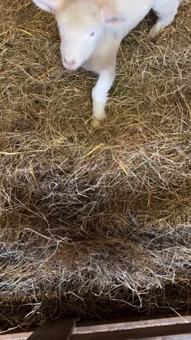 High angle view of a human hand gently petting a cute newborn white baby lamb standing on dry hay inside a rustic barn on a farm, Netherlands.