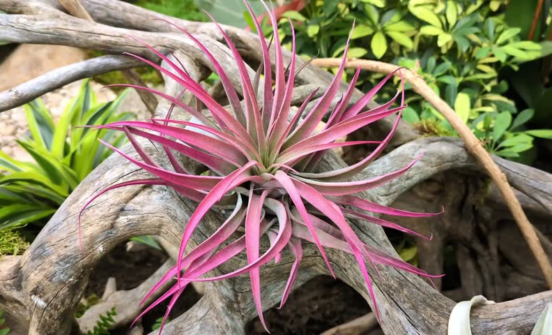 A Tillandsia Capitata or Tillandsia Brachycaulos, better known as an Air Plant, on display on a piece of driftwood with other houseplants nearby.