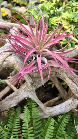 A Tillandsia Capitata or Tillandsia Brachycaulos, better known as an Air Plant, on display on a piece of driftwood with other houseplants nearby.