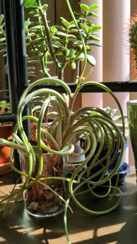A Tillandsia Caput-medusae, better known as an Air Plant, on a wood shelf by a sunny window and other succulent houseplants in the background.