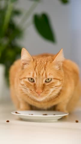 Ginger tabby cat licking its lips after eating, sitting at home on light background. Cute domestic pet showing satisfaction after meal. Concept of pet care, feline nutrition, and pet food advertising.
