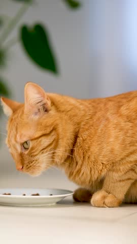 Ginger tabby cat licking its lips after eating, sitting at home on light background. Cute domestic pet showing satisfaction after meal. Concept of pet care, feline nutrition, and pet food advertising.