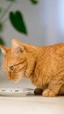 Ginger tabby cat licking its lips after eating, sitting at home on light background. Cute domestic pet showing satisfaction after meal. Concept of pet care, feline nutrition, and pet food advertising. - Powered by Shutterstock - Get 15% off with code: PIKWIZARD15