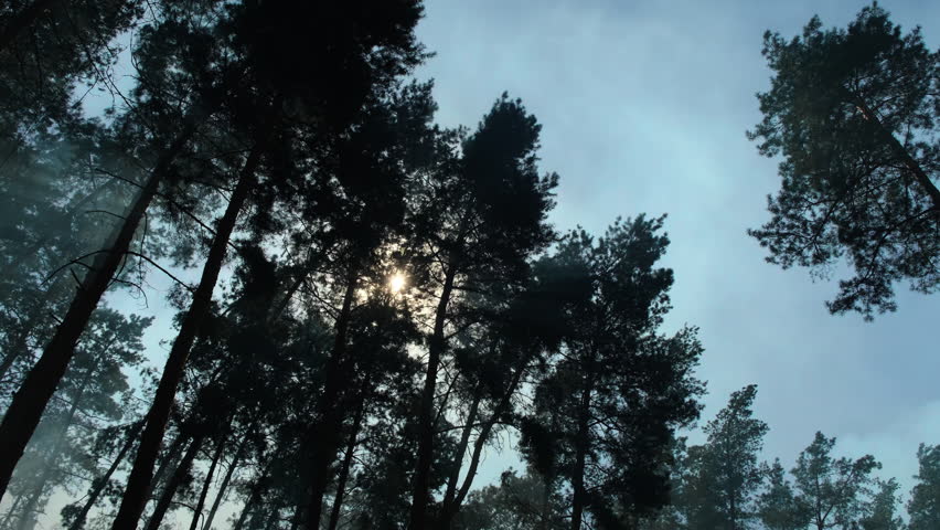 Pine Forest Covered in Smoke Dramatic Wildfire and Climate Change. Wildfire Smoke in Pine Forest with Sun Rays Climate Crisis Concept. Forest Fire Smoke with Light Rays Environmental Disaster Scene