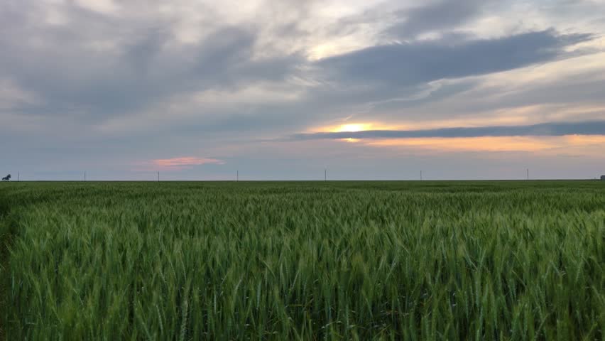 Beautiful sunset with big clouds over a field of large green wheat in summer, sunset over the field