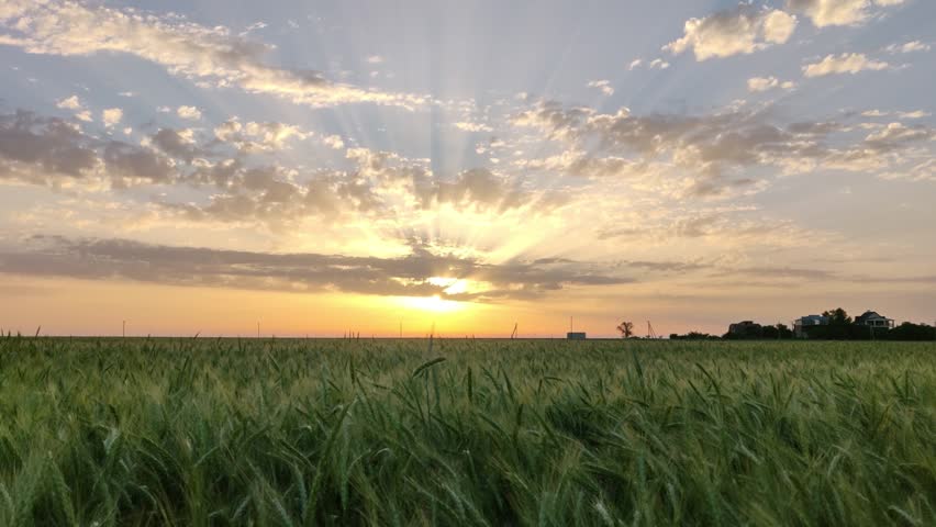 Sunset over a large field of green wheat in summer, beautiful sunset