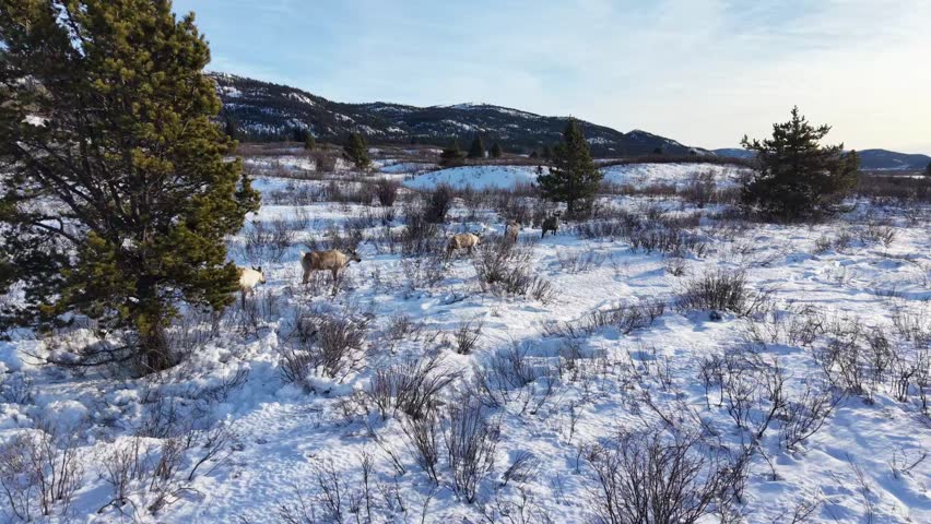 Low-altitude drone footage of a small caribou herd moving across a snow-covered mountain valley in winter. Scenic wildlife aerial shot with shrubs, pine trees, and rolling hills in a remote natural landscape.
