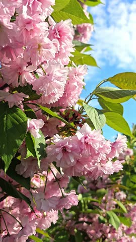 A close-up of pink cherry blossoms. Blooming flowers on a branch. Vertical format.