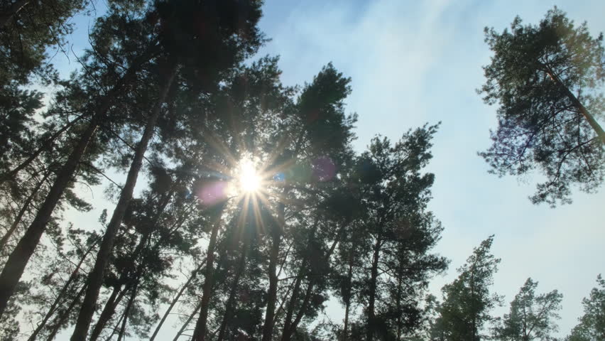 Sun Rays Through Misty Pine Forest Calm Nature Background Concept. Peaceful Forest with Light Rays and Fog Wellness and Relax Concept