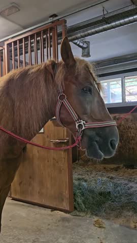 Brown horse standing in stable before saddling and preparing for riding