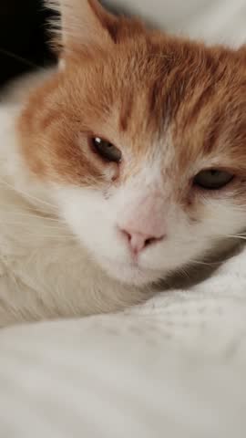 Close-up of a white and ginger domestic cat appearing sad after a veterinary visit. The footage shows a shaved patch of skin on the leg where blood was drawn for medical analysis, alongside visible irritation around the eyes. A poignant shot capturing a pet’s recovery process and the reality of feline healthcare and diagnostic testing.