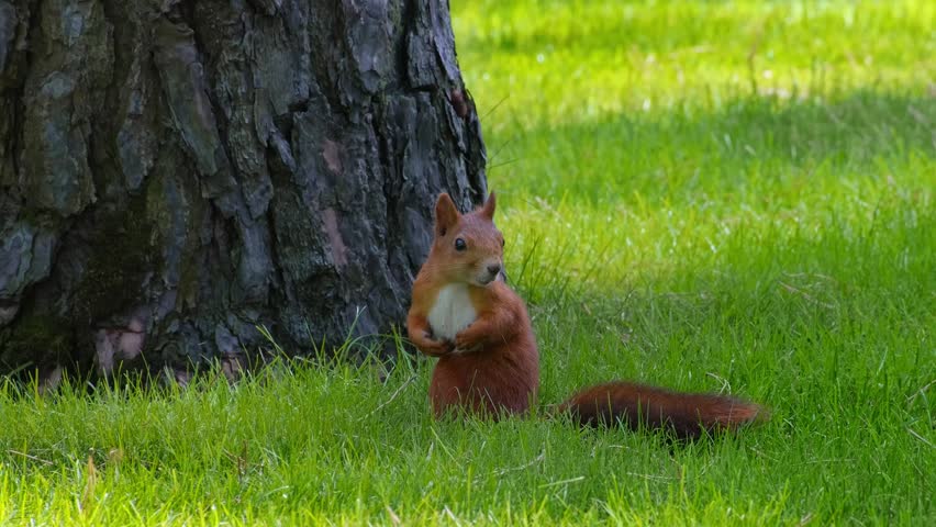 Wild Red Squirrel in Natural Habitat. Close-Up of a Red Squirrel Outdoors