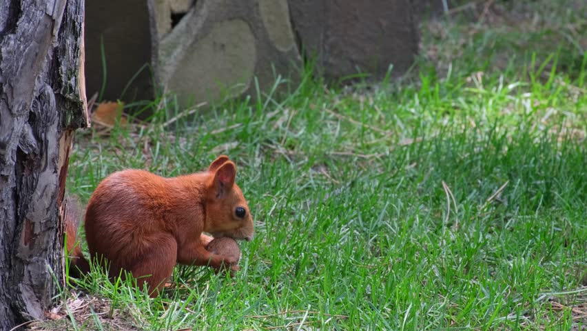 Wild Red Squirrel Eating a Nut in Natural Habitat. Squirrel Nibbling a Nut. Wild Squirrel Munching on a Nut in Sunlight Close-up