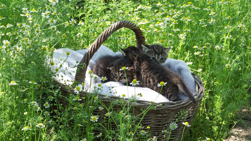 Cute Kittens in Basket with Mother Cat in Chamomile Field Love Concept. Adorable Tabby Kittens with Mother Cat Family Care and Tenderness. Cat Family with Kittens in Flowers Motherhood and Love Concept