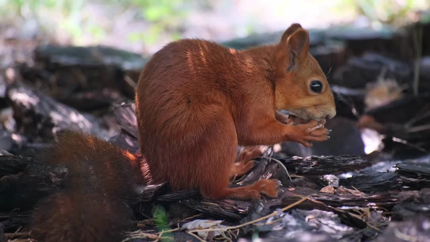 Red Squirrel Eating a Nut in Summer Forest. Squirrel Nibbling a Nut. Wild Squirrel Munching on a Nut in Sunlight Close-up