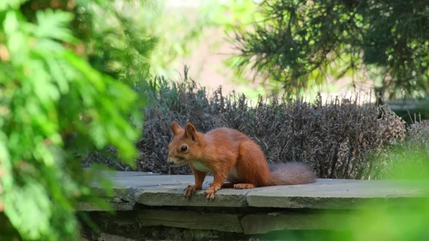 Wild Red Squirrel in Natural Habitat. Close-Up of a Red Squirrel Outdoors