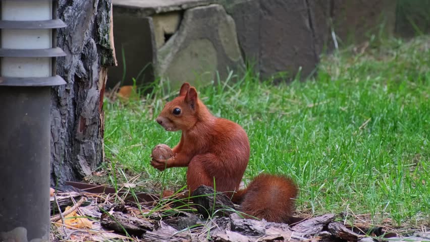 Red Squirrel Eating a Nut in Summer Forest. Squirrel Nibbling a Nut. Wild Squirrel Munching on a Nut in Sunlight Close-up