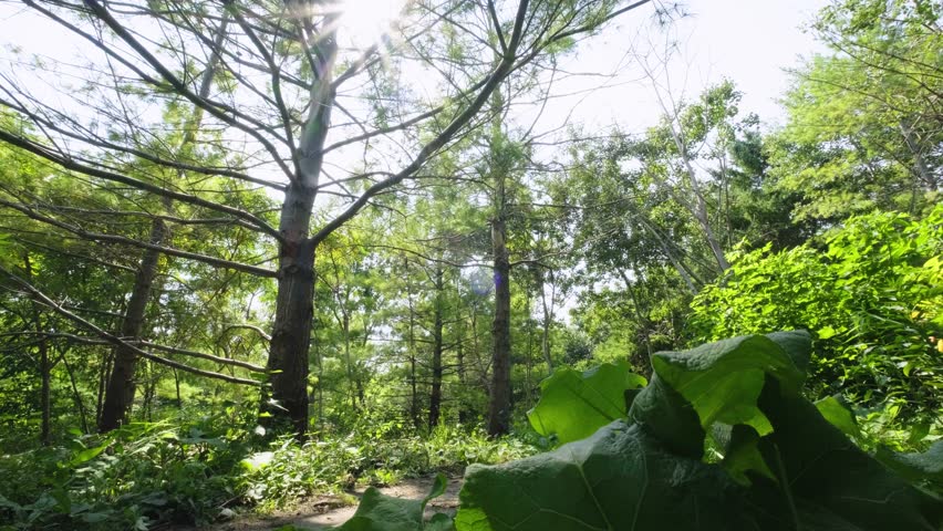 Sunlight Shining Through Green Summer Forest