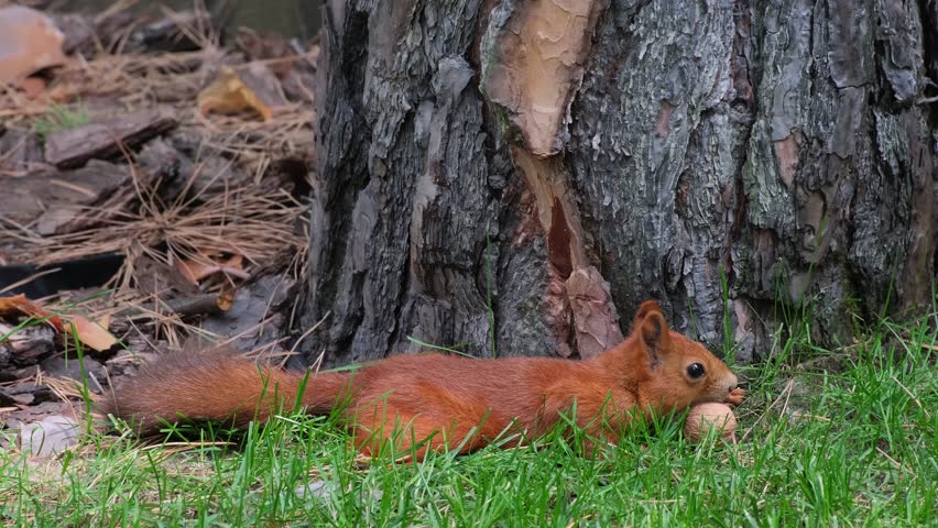 Wild Red Squirrel Eating a Nut in Natural Habitat. Squirrel Nibbling a Nut. Wild Squirrel Munching on a Nut in Sunlight Close-up