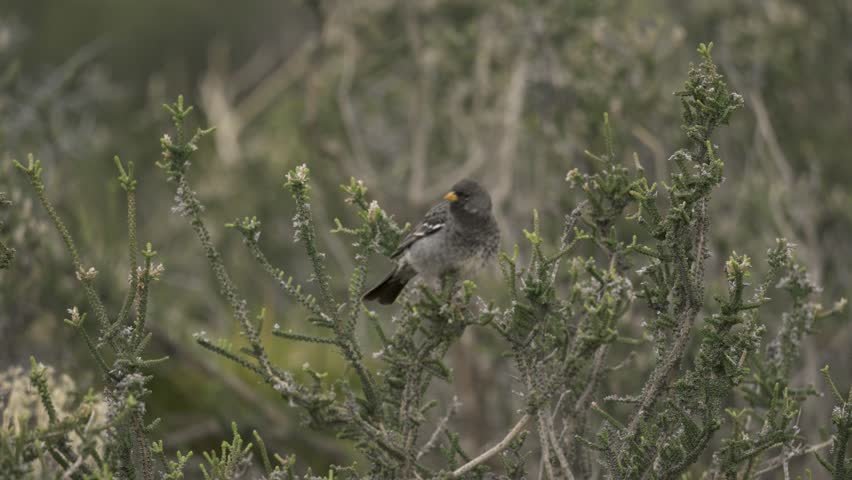 Mourning sierra finch, grey bird with a yellow beak perched on a green shrub in nature