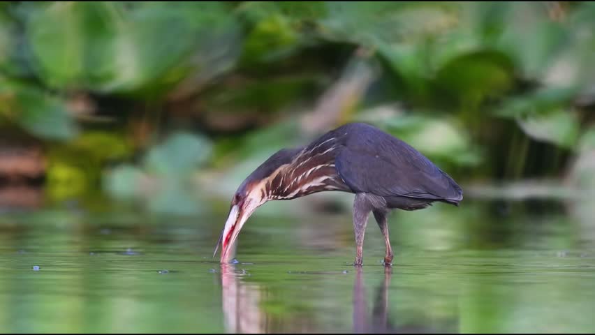 Black bittern catching fish in water, ixobrychus flavicollis hunting prey in lake, wildlife bird fishing in natural pond, close up of water bird with fish in beak.