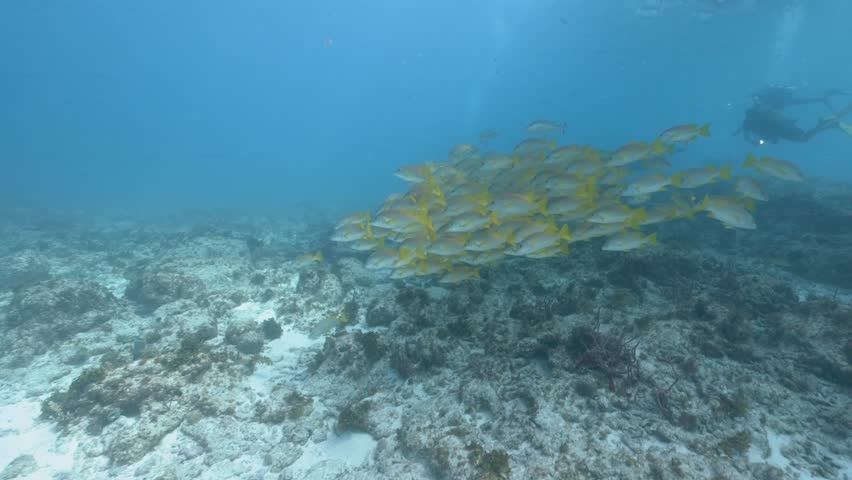 School of french grunts Haemulon flavolineatum swimming over a coral reef