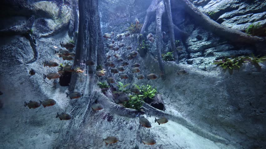 Spain exhibit shows red bellied piranhas schooling upward among mangrove roots and carved stone walls, cool blue lighting, plants in crevices, subtle glass reflections.