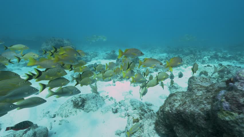 School of French Grunts Haemulon flavolineatum swimming underwater