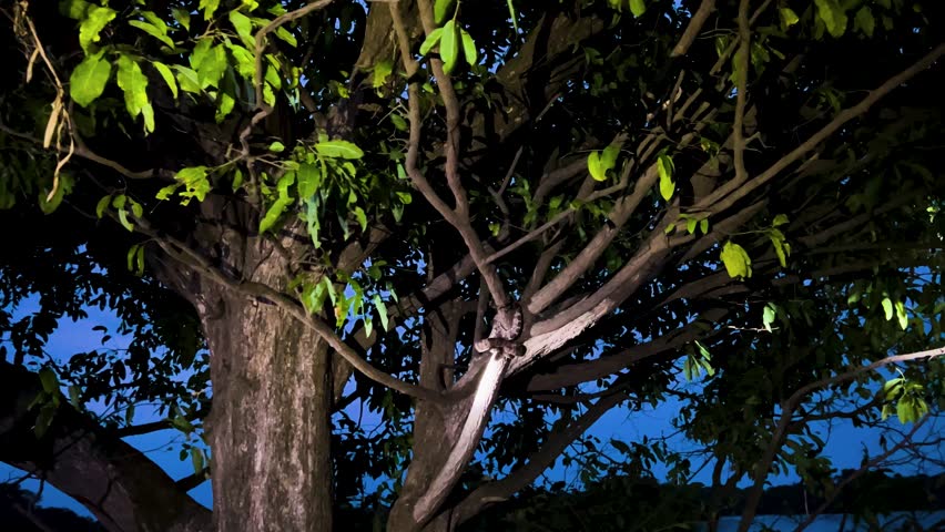 A young boa constrictor holds a defensive pose in a tree during twilight as flashlights are pointed at it from a boat passing underneath in the Amazon Rainforest.