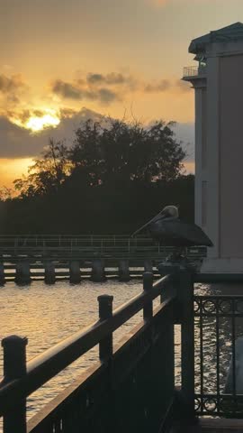 Brown Pelican Perched on a Pier Railing at Sunset with Golden Hour Light