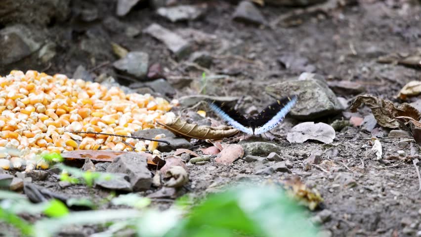 A butterfly on ground in nature