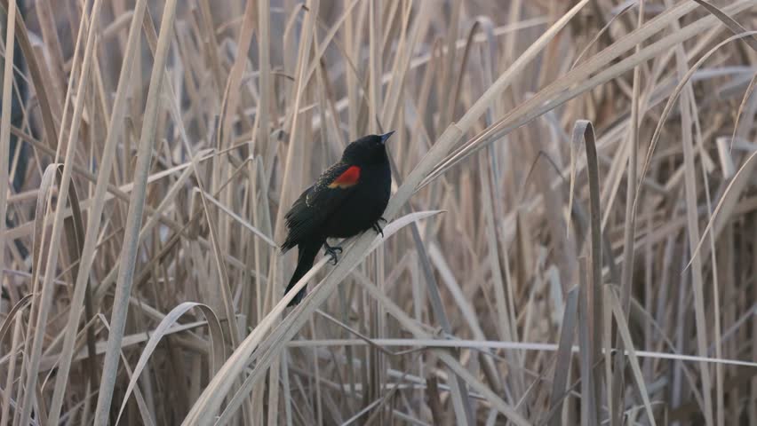 A male Red-wing Blackbird perched on a cattail stalk listens to the calls of geese and other blackbirds then sings its own song while the vapor of its breath drifts on the freezing February morning air. 